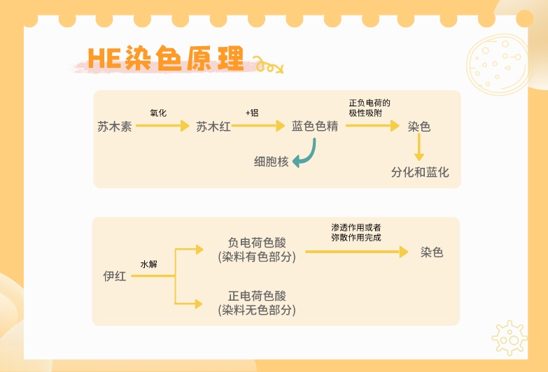 1682301015614220.jpeg HE染色原理.jpeg