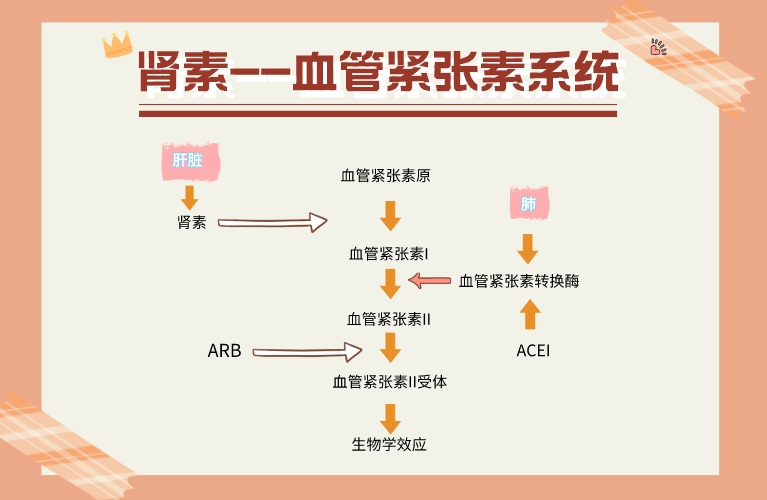 1684306779191070.jpeg 肾素--血管紧张素系统__2023-05-17+14_13_16.jpeg