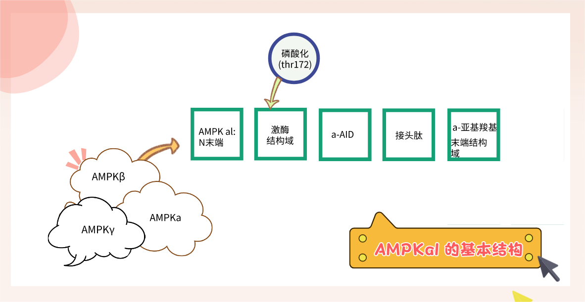 1685672827315080.png AMPKal 的基本结构.png